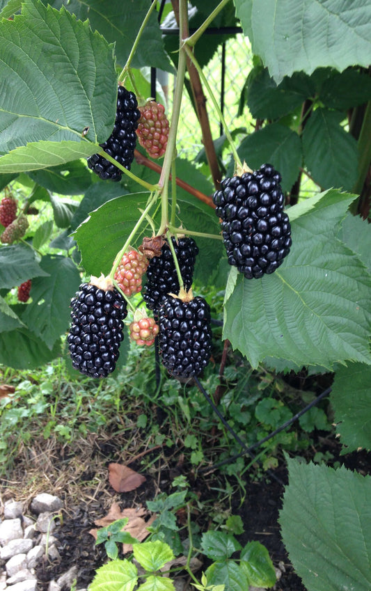  Prime Ark Freedom Thornless Blackberry