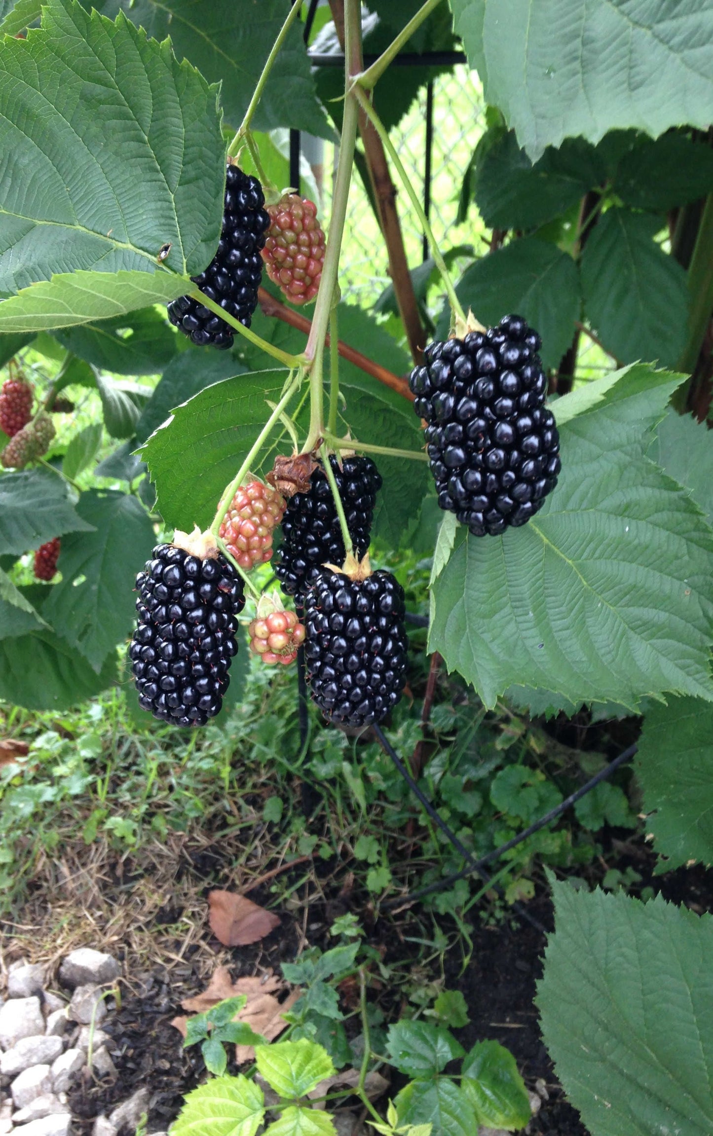  Best Of The Best Blackberry Bundle (6-Pack)