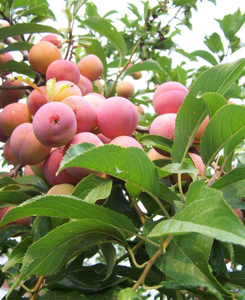  Toka Asian Plum