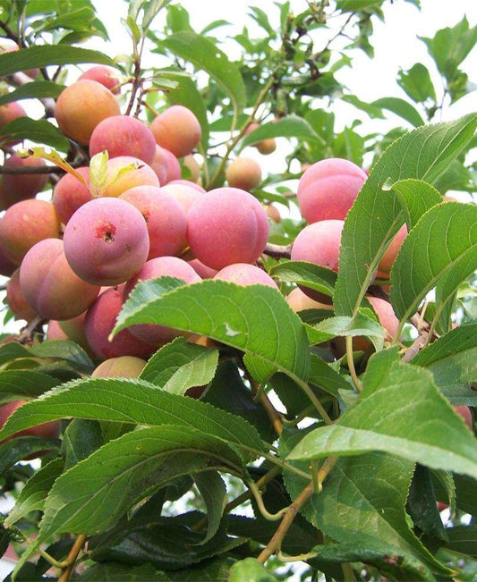  Toka Asian Plum