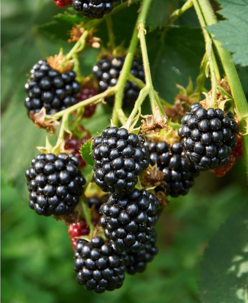  Triple Crown Thornless Blackberry