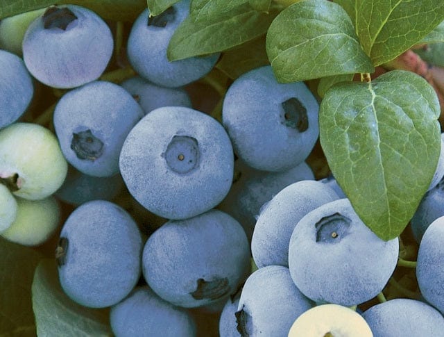  Top Shelf Blueberry