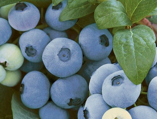 Alpha Top Shelf Blueberry
