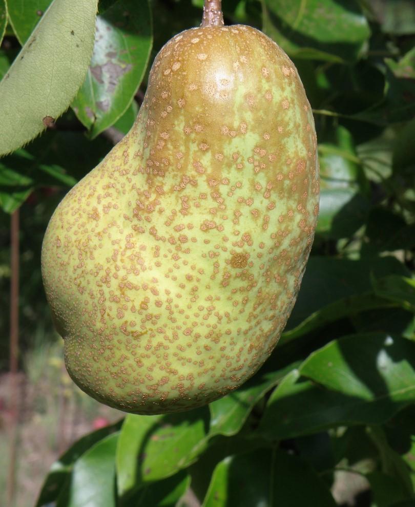  Tsu Li Asian Pear