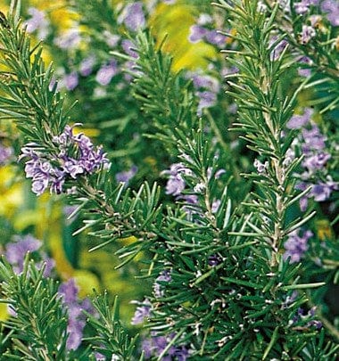  Tuscan Blue Rosemary