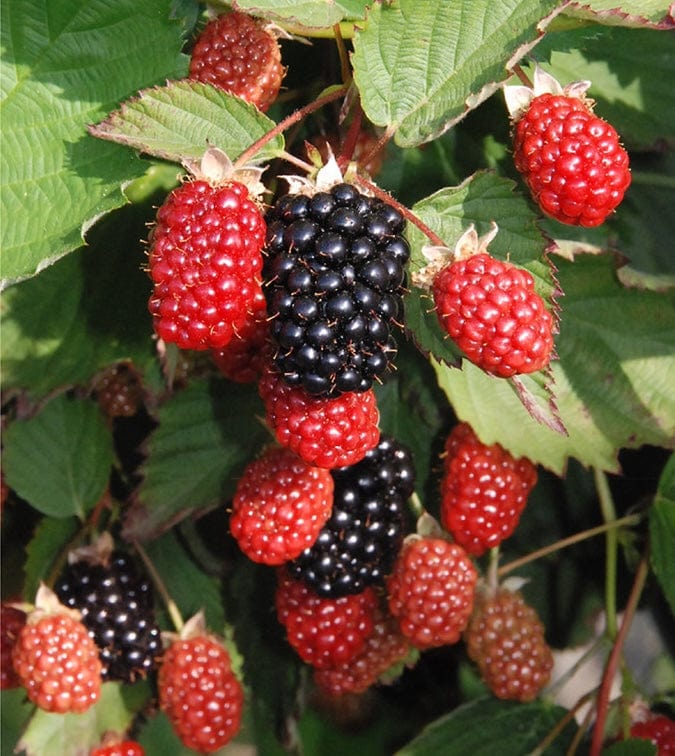  Twilight Thornless Blackberry