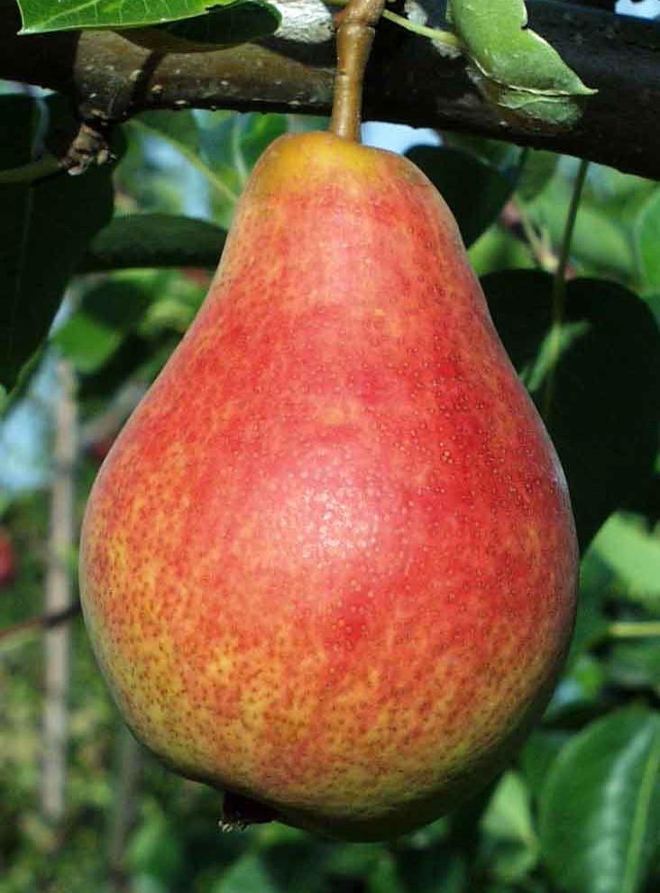  Combo European Pear Tree (4 Varieties)