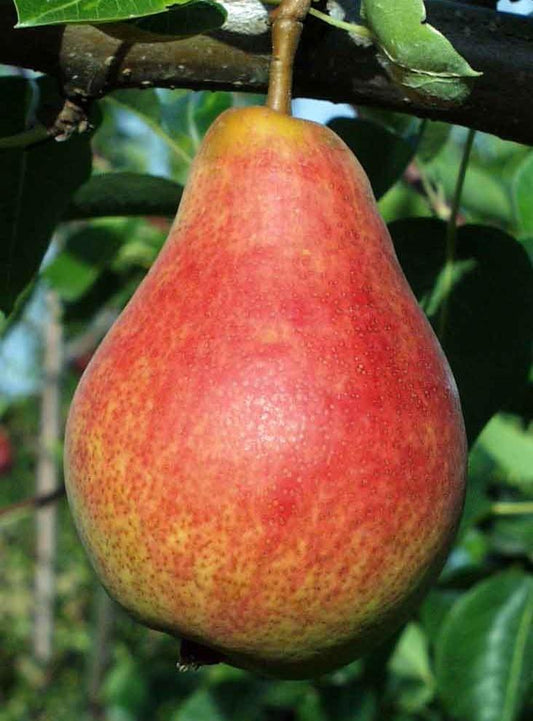  Combo European Pear Tree (4 Varieties)