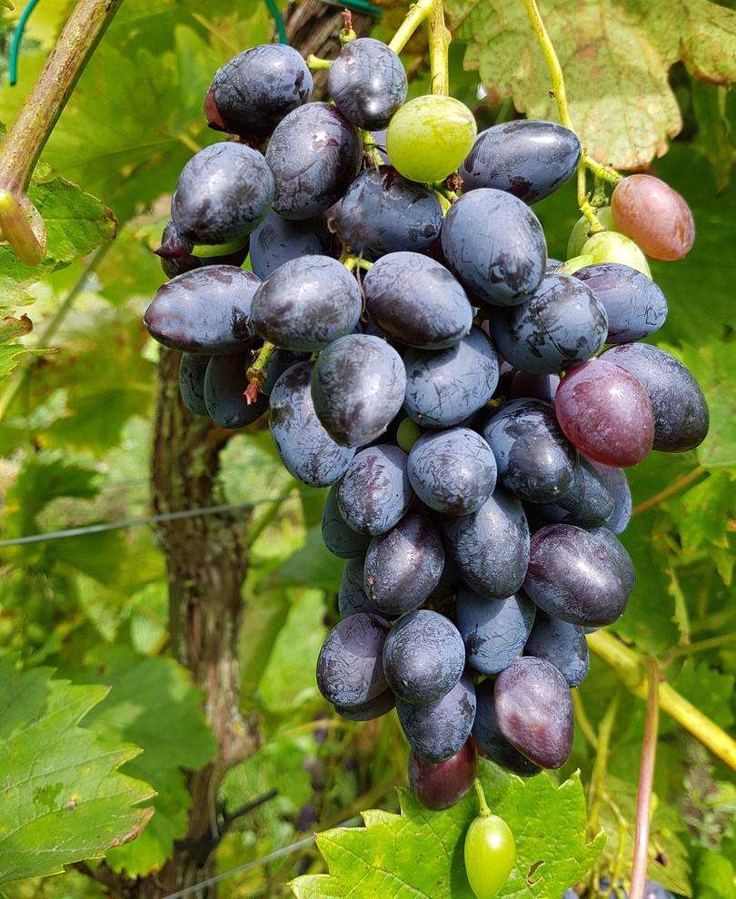  Venus Seedless Grape