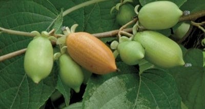  Vera’s Pride™ Female Silver Vine Kiwi
