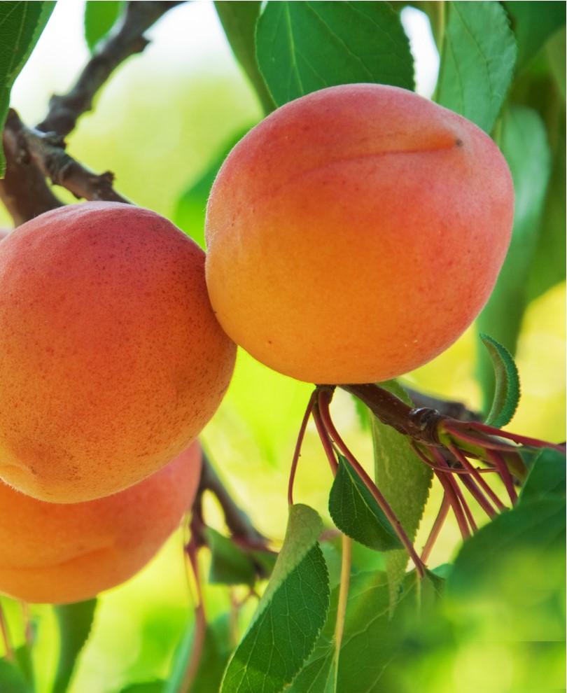  Westley Apricot