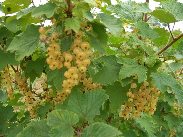  White Imperial White Currant
