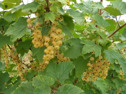  White Imperial White Currant