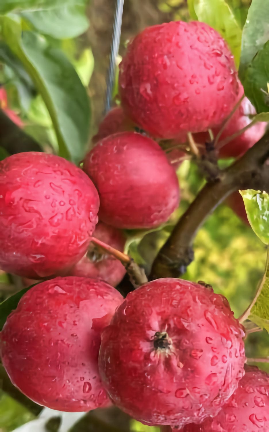  Wickson Crabapple