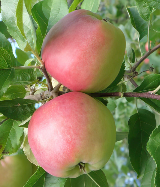  William's Pride Apple