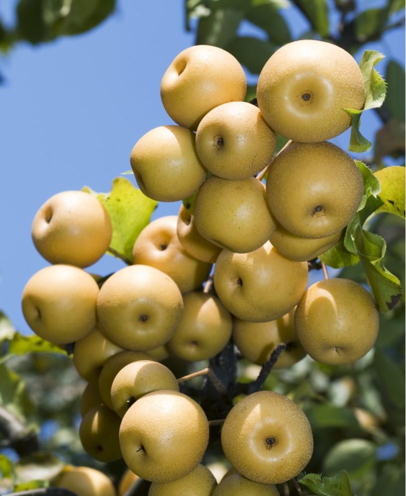  Yoinashi Asian Pear