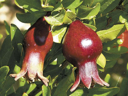  Sochi Dwarf Pomegranate